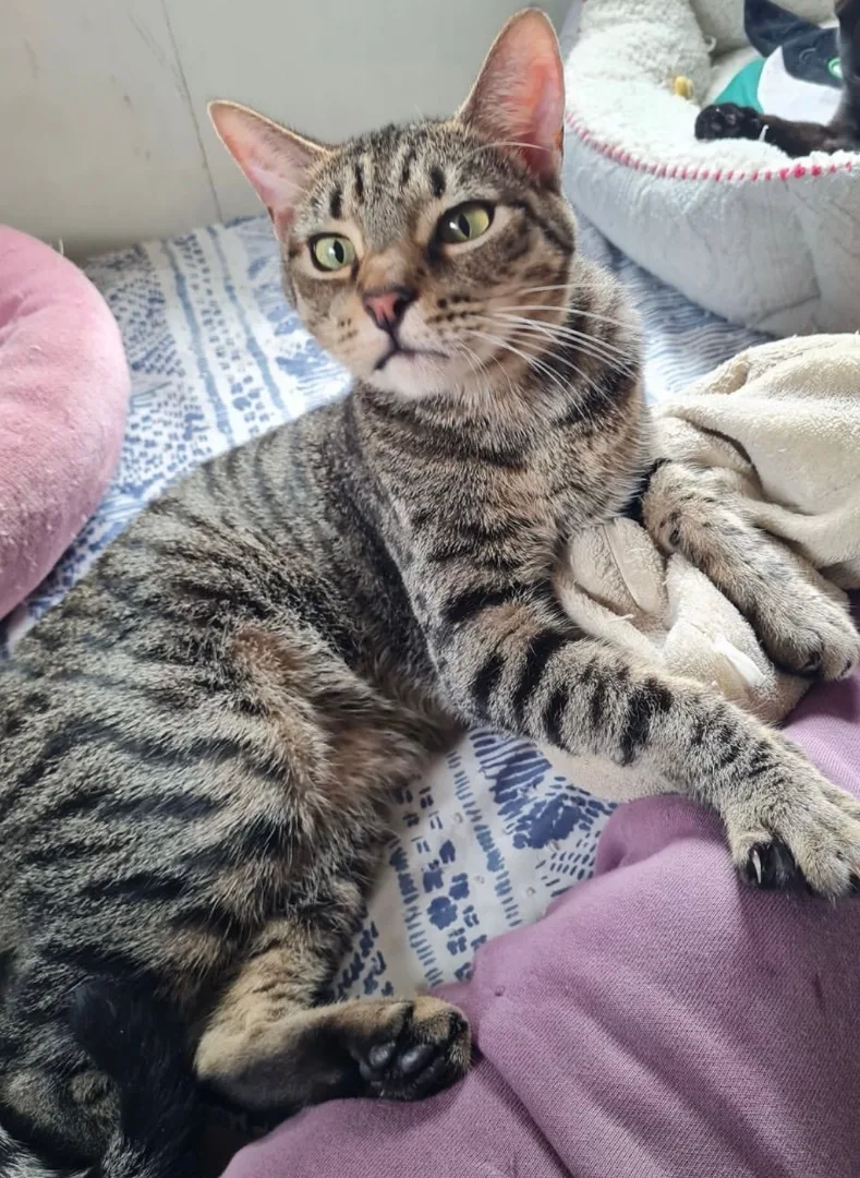 Zippidy Indoor Only thumbnail 5