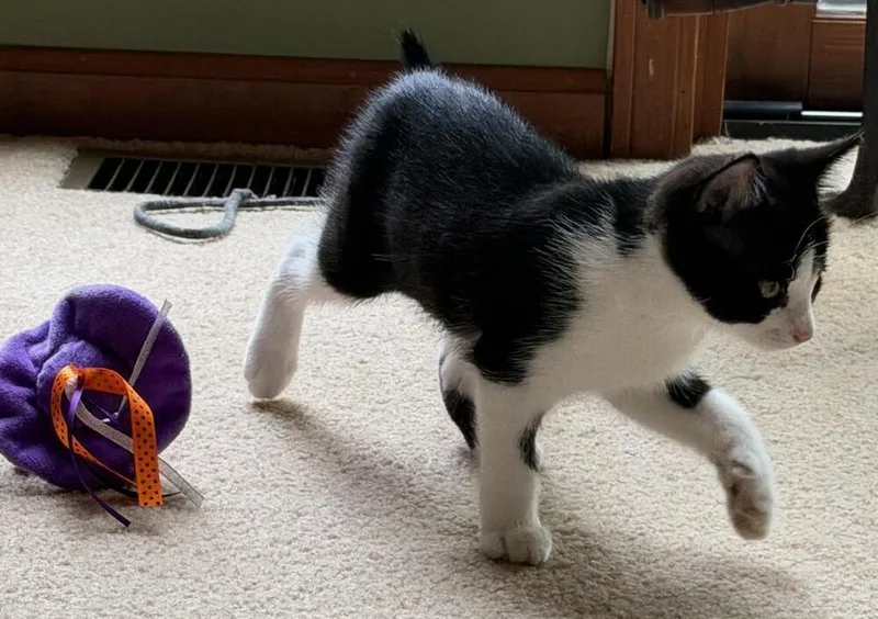 A baby small-sized female Black & White / Tuxedo Domestic Medium Hair cat named Dottie for adoption in Lorain, OH