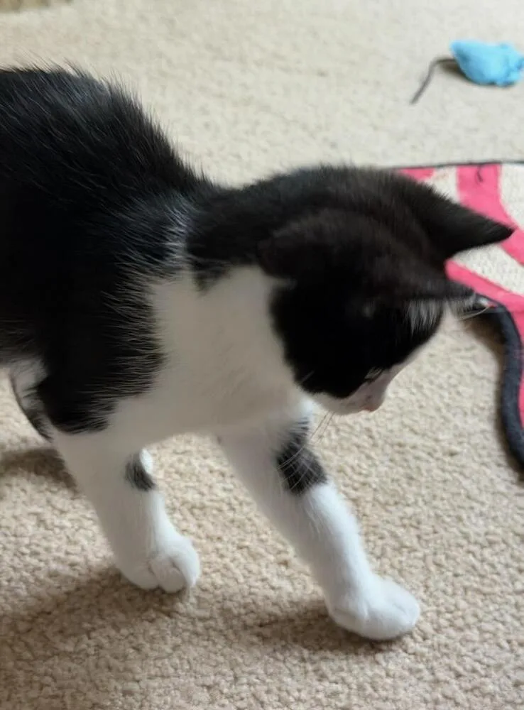 Dottie thumbnail 3