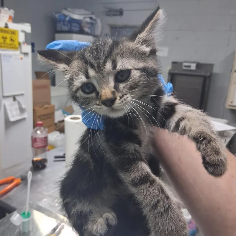 A baby small-sized female Brown / Chocolate Domestic Short Hair cat named Perdita for adoption in Summerville, SC
