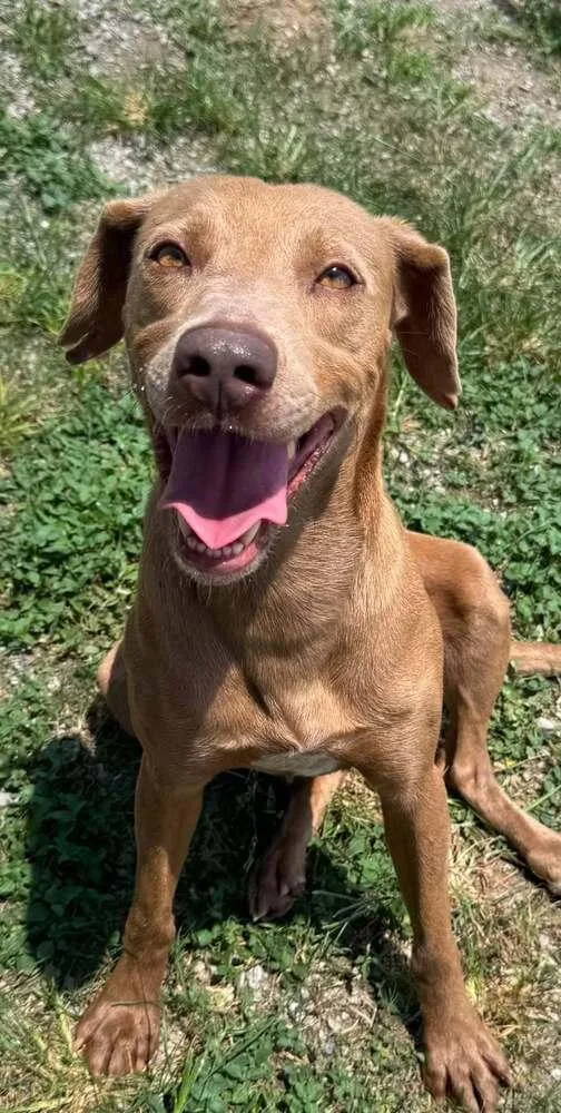 A young medium-sized female Mixed Breed dog named Daisy for adoption in Scott, LA