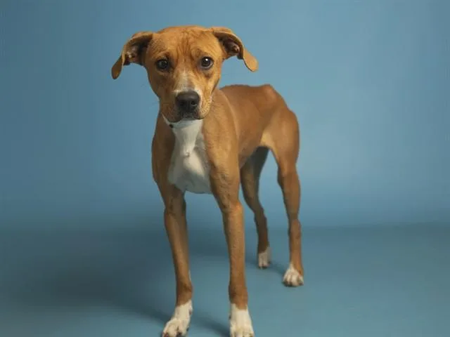 A young medium-sized female Pit Bull Terrier dog named Charlotte for adoption in Phoenix, AZ