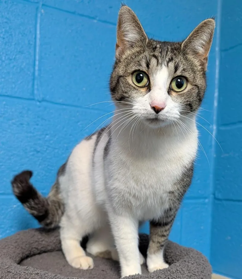 A young medium-sized female Domestic Short Hair cat named Precious for adoption in Ellijay, GA