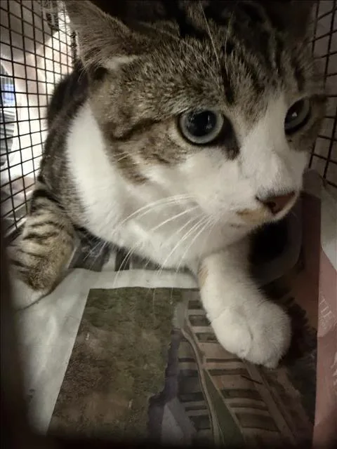 An adult small-sized male Domestic Short Hair cat named Keroo for adoption in Van Nuys, CA