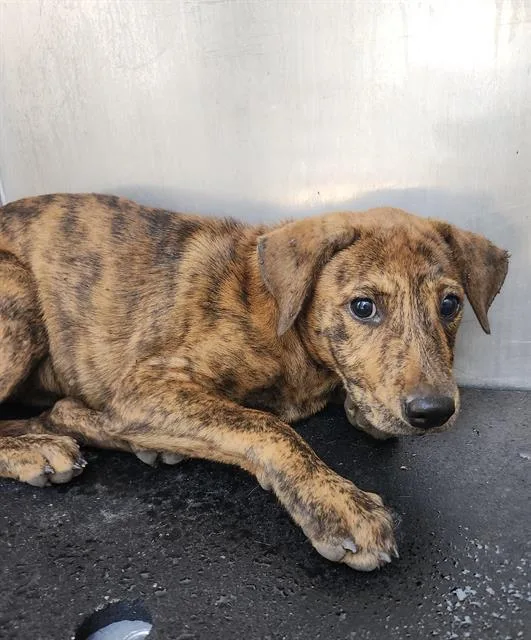 A baby small-sized female Plott Hound dog named Pinky for adoption in San Antonio, TX