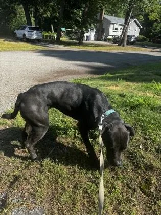 An adult large-sized male Boxer dog named Rocky for adoption in Lowell, MA