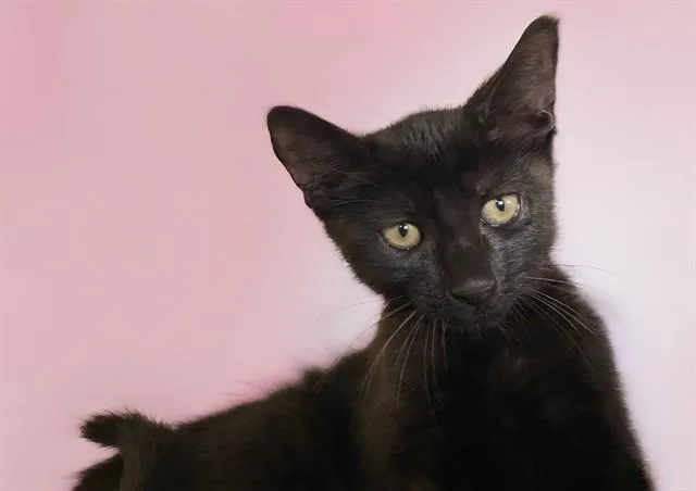 A baby medium-sized female Domestic Short Hair cat named Anais for adoption in Fort Lauderdale, FL