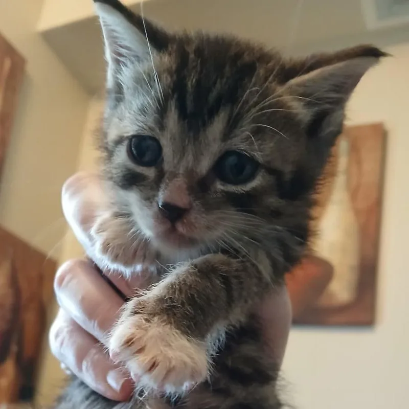 A baby small-sized male Brown / Chocolate Domestic Short Hair cat named Ratajczak for adoption in Winchester, VA