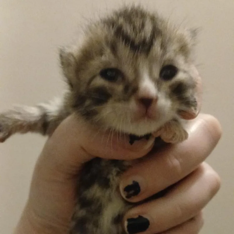 Ratajczak thumbnail 2