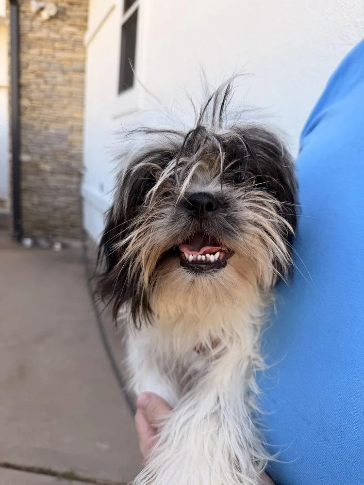 A young small-sized male Tricolor (Brown, Black, & White) Shih Tzu dog named Collin for adoption in Richmond, TX