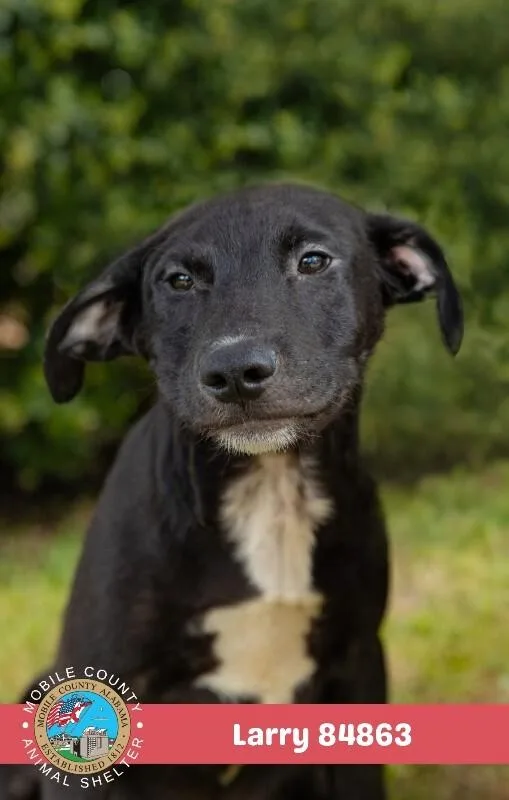 A young small-sized male Black Labrador Retriever dog named Larry for adoption in Mobile, AL
