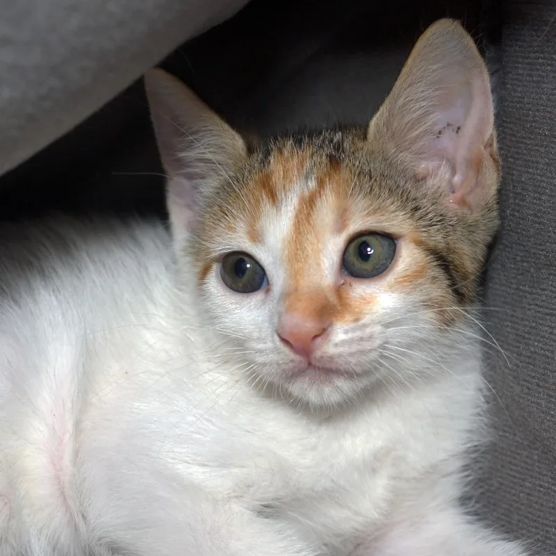 A baby small-sized male Brown / Chocolate Domestic Short Hair cat named Paper for adoption in West Palm Beach, FL