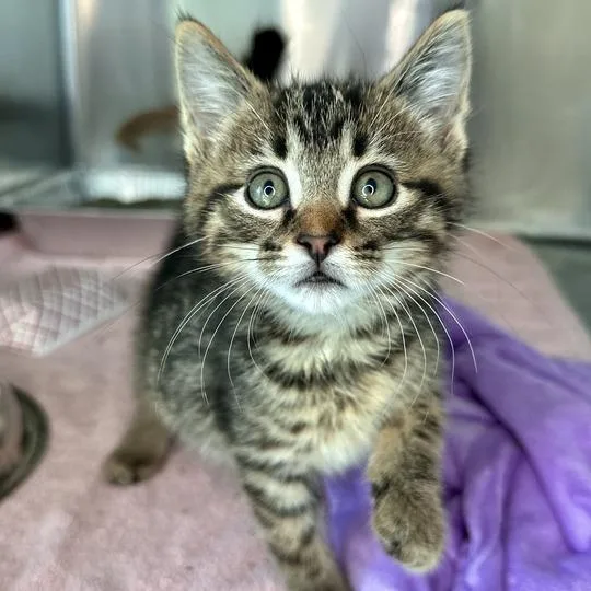 A baby small-sized male Brown / Chocolate Domestic Short Hair cat named Jericho for adoption in Matteson, IL