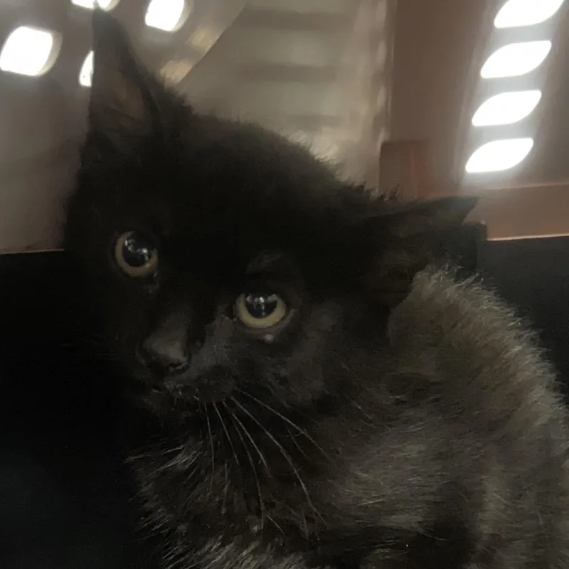 Walter Whiskers