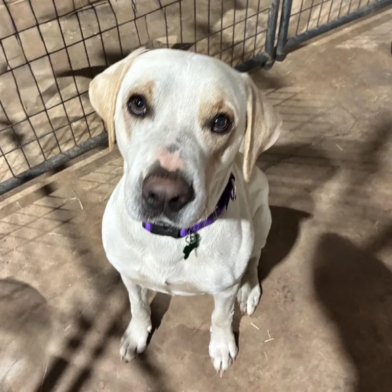 An adult large-sized male Yellow Labrador Retriever dog named O'Yellow for adoption in Natchitoches, LA