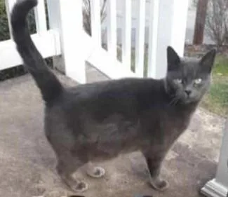 An adult medium-sized female Gray / Blue / Silver Domestic Short Hair cat named Cissy for adoption in Johnson City, TN