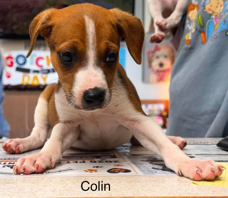 Colin