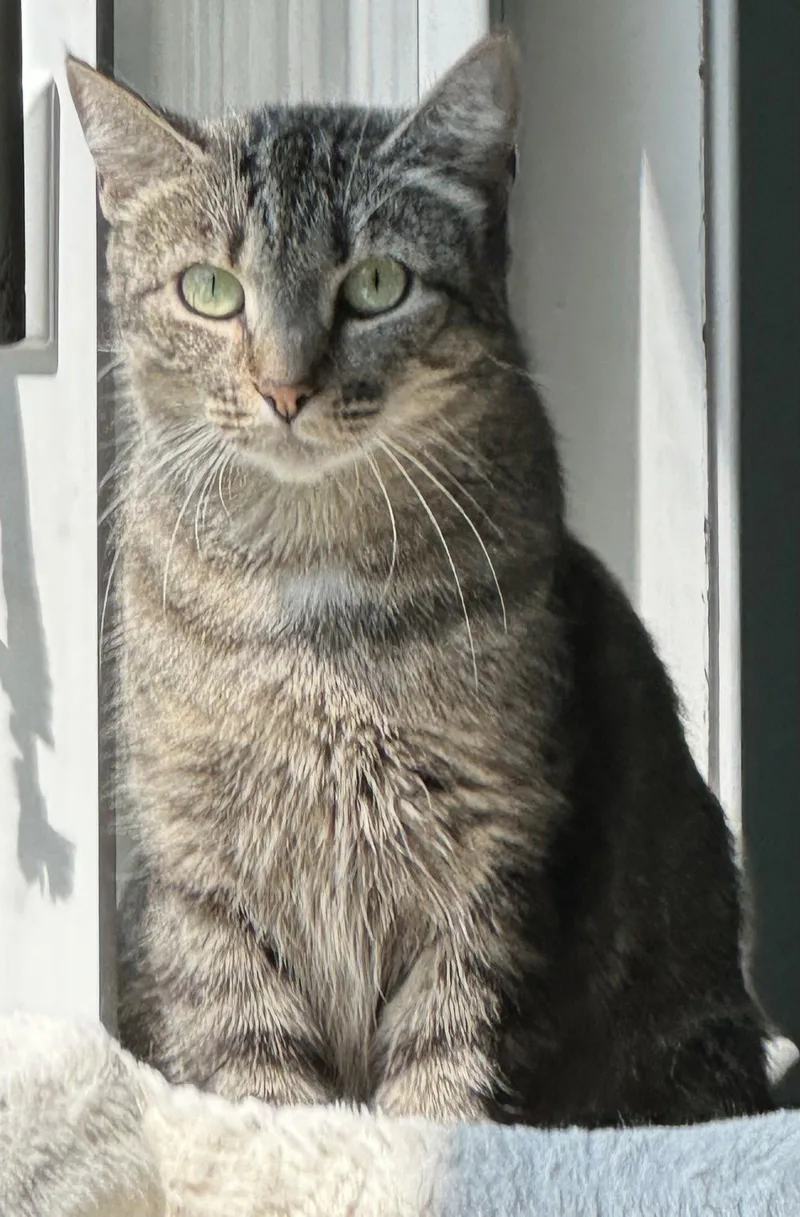 An adult medium-sized female Domestic Short Hair cat named Mandy for adoption in Northfield, OH