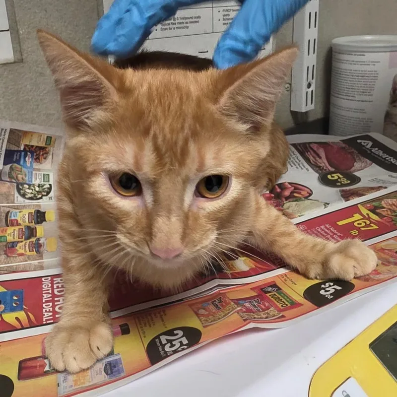 A baby small-sized male Orange / Red Domestic Short Hair cat named Cheeto for adoption in Yuma, AZ