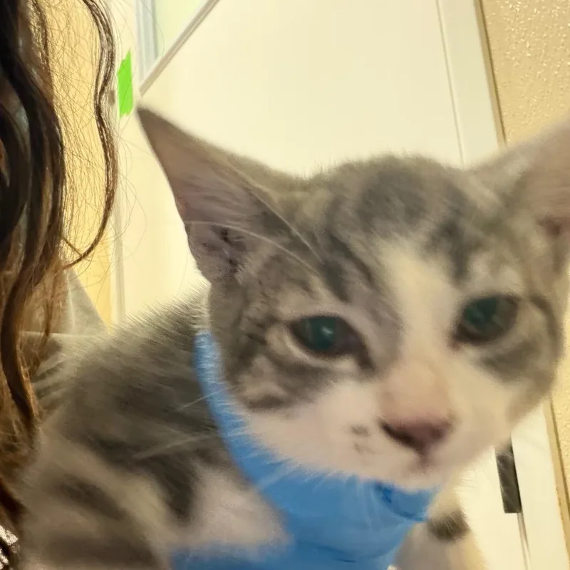 A baby small-sized female Brown / Chocolate Domestic Short Hair cat named Cheryl Blossom for adoption in Santa Barbara, CA