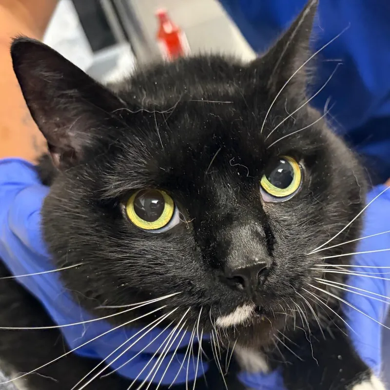 An adult extra large-sized male Black Domestic Short Hair cat named Dash for adoption in Greenville, SC