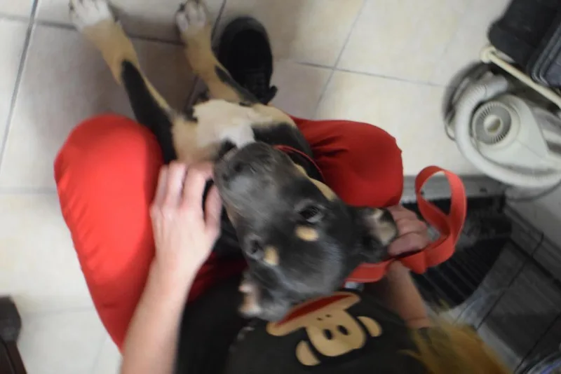 A baby medium-sized male German Shepherd Dog dog named Konrad for adoption in Pahrump, NV