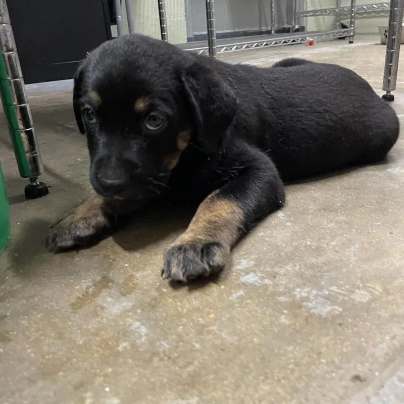 A baby medium-sized male Black Pit Bull Terrier dog named Midnight for adoption in Eureka Springs, AR