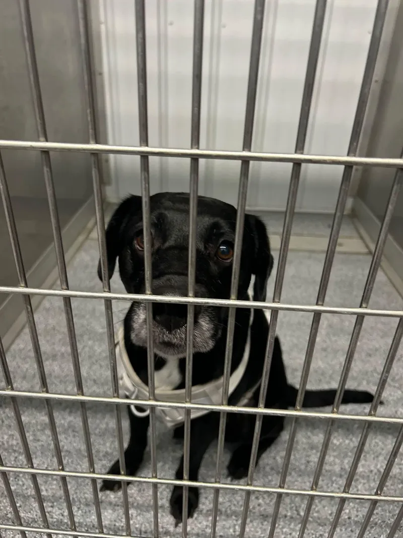 An adult medium-sized male Black Labrador Retriever dog named Elmer for adoption in bellefontaine, OH