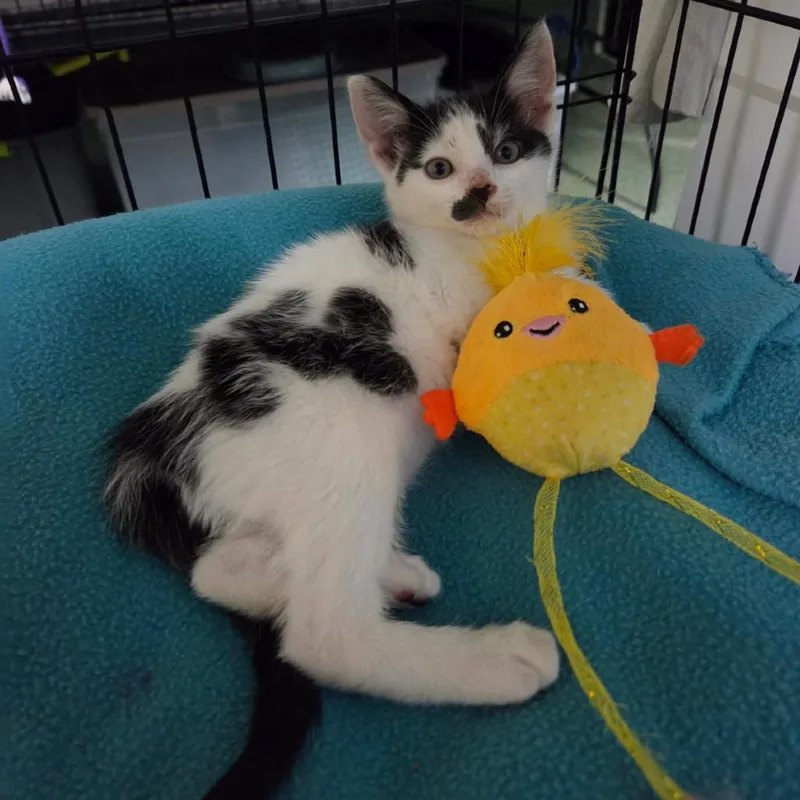 A baby small-sized male Black Domestic Short Hair cat named Calvin for adoption in Jessup, MD
