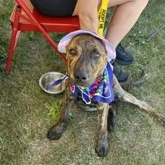 A baby medium-sized male Brindle Pit Bull Terrier dog named Chunk for adoption in Brockton, MA