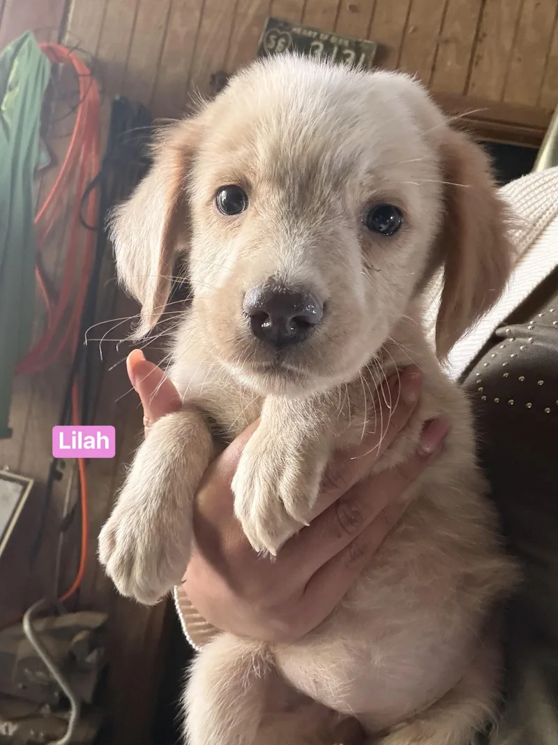 A baby medium-sized female Apricot / Beige Labrador Retriever dog named Lilah for adoption in Semmes, AL