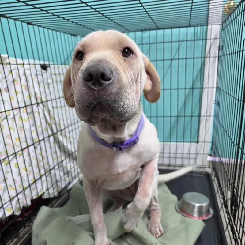 A young medium-sized female Yellow / Tan / Blond / Fawn Shar-Pei dog named Luisa for adoption in Jefferson city, TN