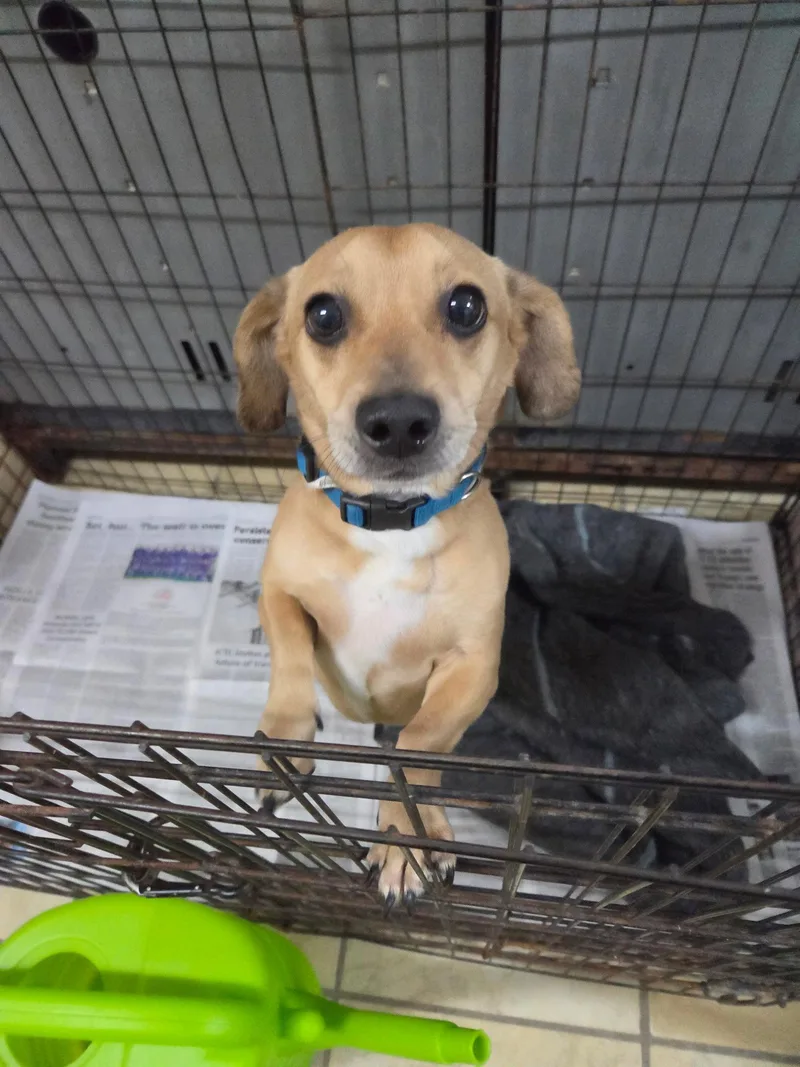 A senior small-sized male Chihuahua dog named Archie for adoption in El Centro, CA