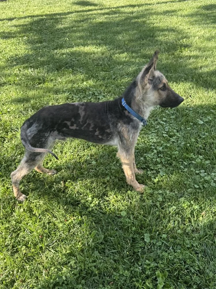 A young large-sized male Brown / Chocolate German Shepherd Dog dog named Phoenix for adoption in New Albany, OH