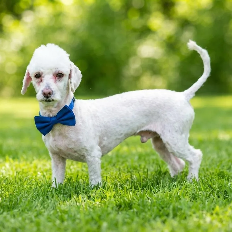 A young small-sized male White / Cream Miniature Poodle dog named Nate the Great for adoption in Las Vegas, NV