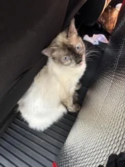 An adult medium-sized female Brown / Chocolate Siamese cat named Misty for adoption in El Paso, TX