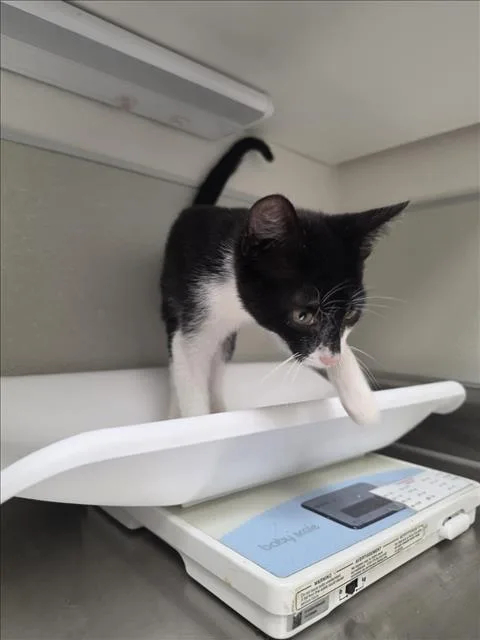 A baby small-sized male Domestic Short Hair cat named Brioche for adoption in Tracy, CA
