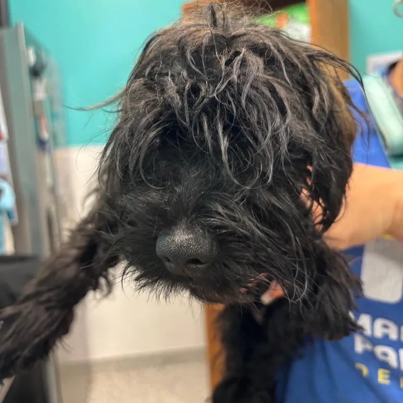 A baby small-sized male Black Shih Tzu dog named Jason Vorhees for adoption in Wilmington, DE