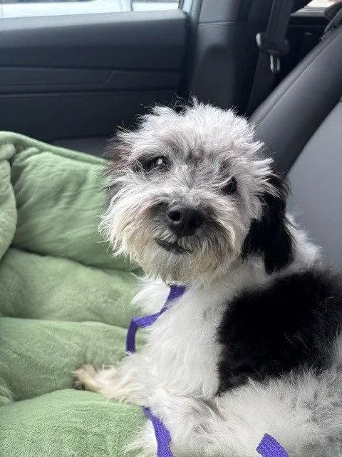 Rufus
