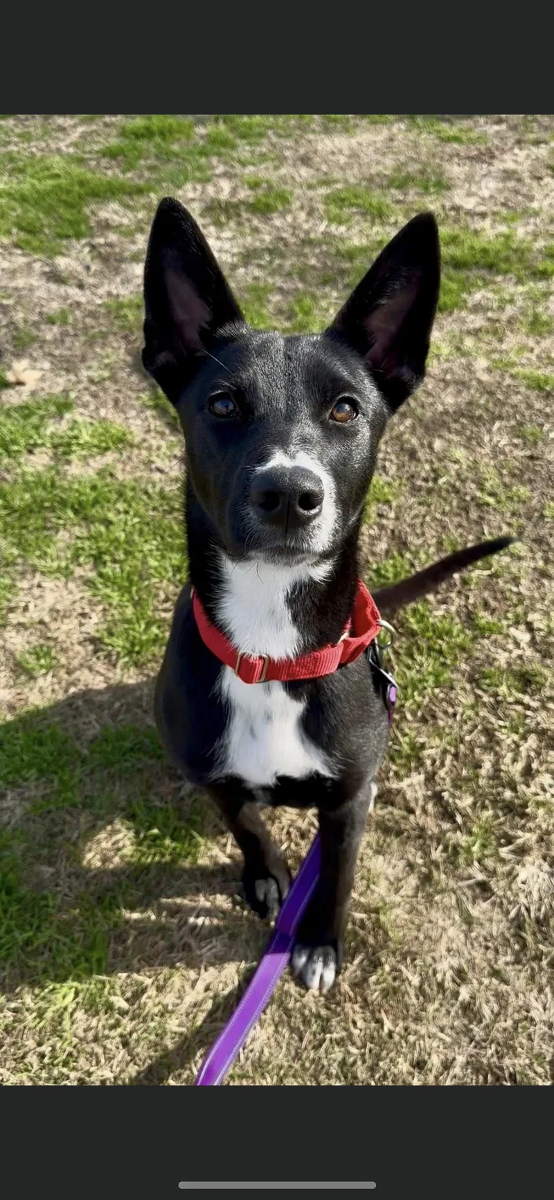 A young medium-sized female Black Border Collie dog named Baby for adoption in Hamden, CT