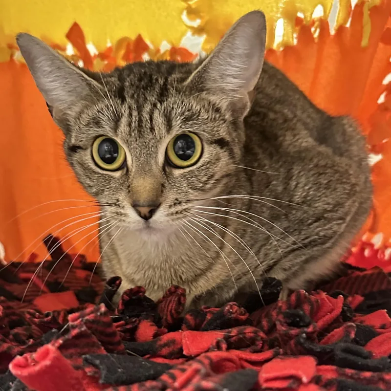 A young small-sized female Tabby (Brown / Chocolate) Domestic Short Hair cat named Tiombe for adoption in Manassas, VA