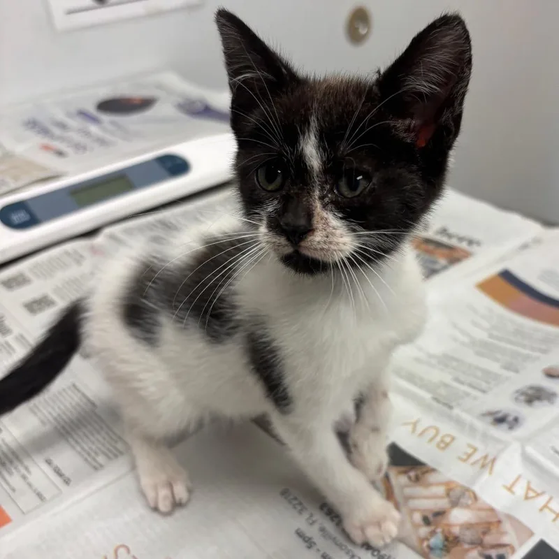 A baby small-sized female Domestic Short Hair cat named Chicken Nugget for adoption in Jacksonville, FL
