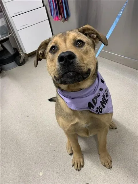 A young medium-sized female Pit Bull Terrier dog named Cornbread for adoption in Fairbanks, AK