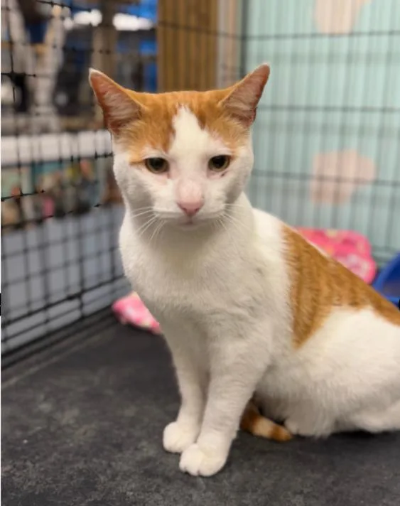 An adult medium-sized male White Domestic Short Hair cat named Tarzan for adoption in Chicago, IL