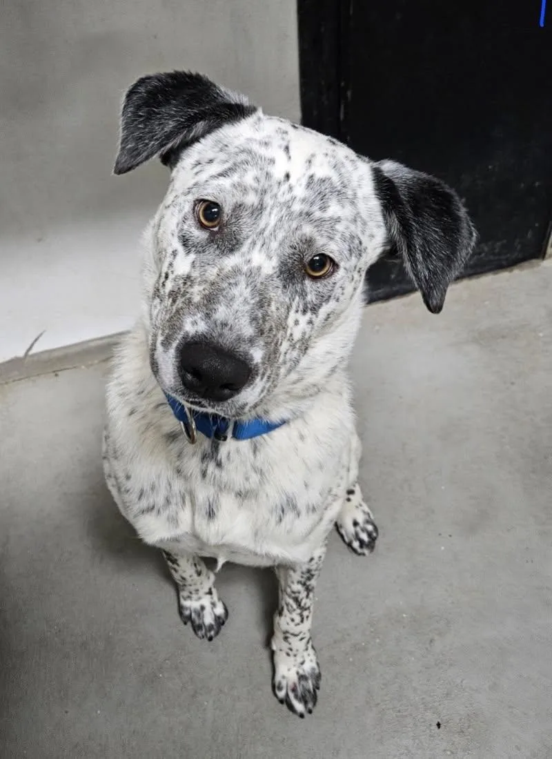 A young medium-sized male Black Dalmatian dog named Axe for adoption in Burbank, CA