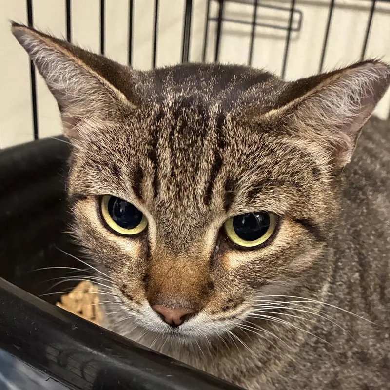 An adult large-sized female Domestic Short Hair cat named Josie for adoption in Bronson, FL