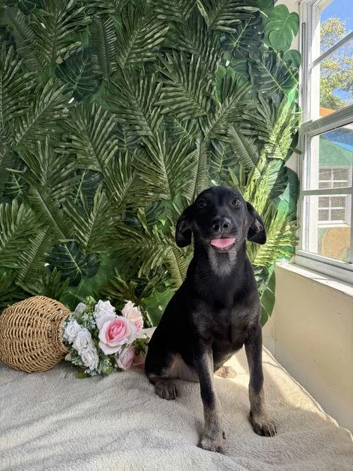 A baby medium-sized female Black Mixed Breed dog named Ella for adoption in Richmond, VA