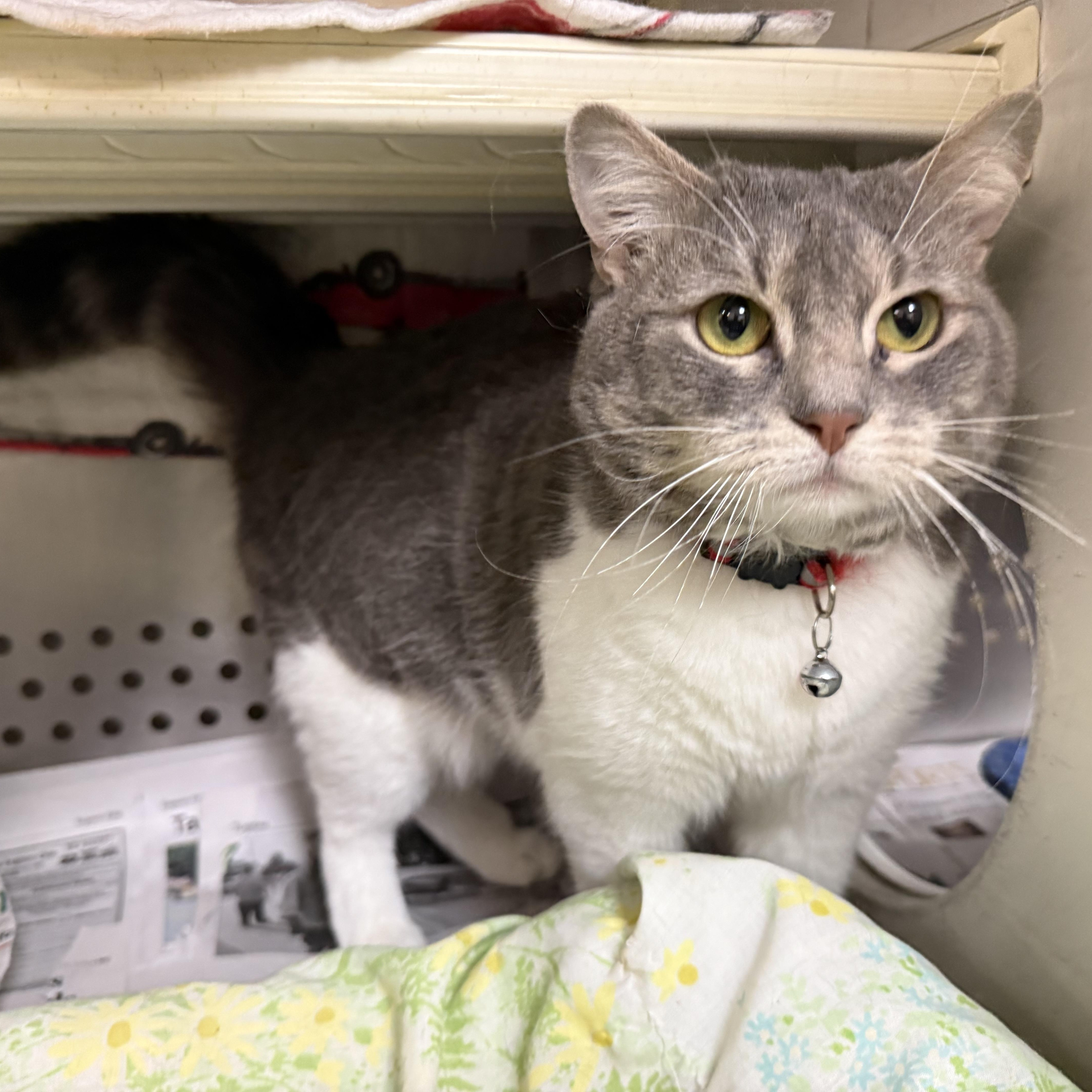 A young medium-sized female Tabby (Gray / Blue / Silver) Domestic Short Hair cat named Maxine for adoption in Latrobe, PA