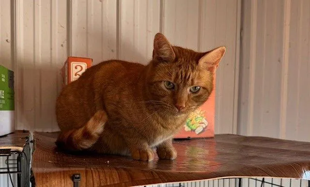 A young medium-sized male Domestic Medium Hair cat named Wally for adoption in Apollo, PA