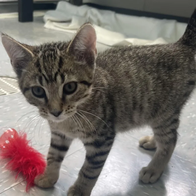 A baby small-sized male Tabby (Buff / Tan / Fawn) Domestic Short Hair cat named Benz for adoption in New Philadelphia, OH